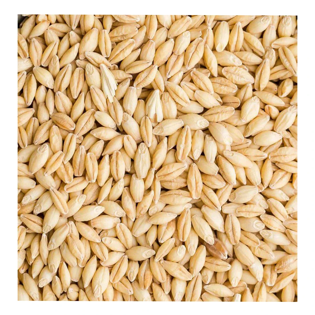
Whole barley grain in bulk, barley grain 