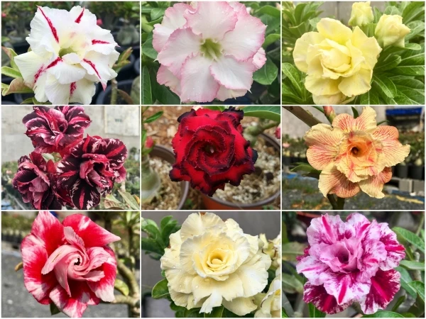 Арабикум адениум/аденум поставщик из Таиланда хорошее качество/Lina + 84 896 625 614