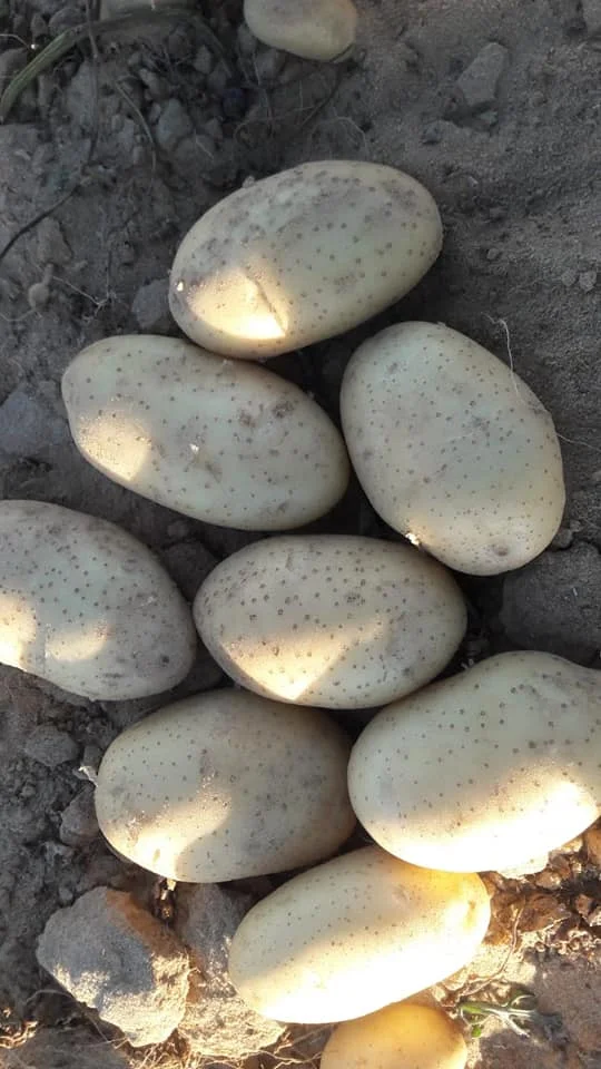 2022 новый урожай дешевая цена высокое качество экспорт Натуральный Свежий сладкий картофель