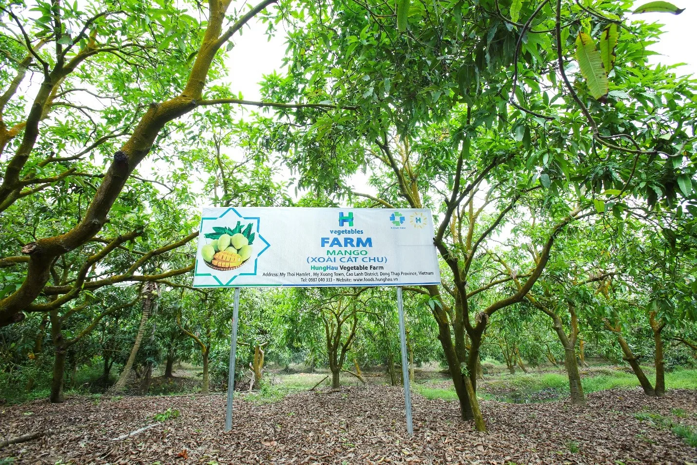 
Factory wholesale BRC certified IQF Mango competitive price/ Frozen IQF Mango dice/ turtle cut/ stick/ puree 