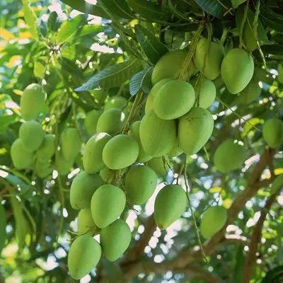 The Best Selling Famous High Quality Fresh Cat Chu Mango Chunk 12 degree up Import From Vietnam 2021