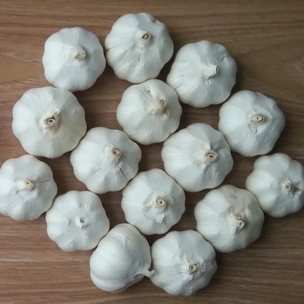 Bulk IQF Frozen Fresh Peeled Garlic Cloves