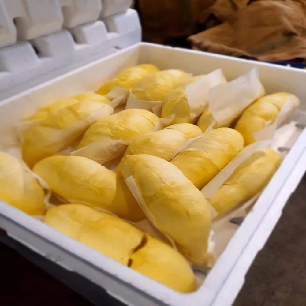 
Durians Fresh Fruit with High Quality 