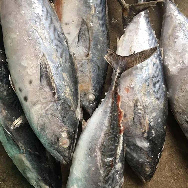 Best quality reasonable price fresh seafood Frozen bonito Tuna Fish