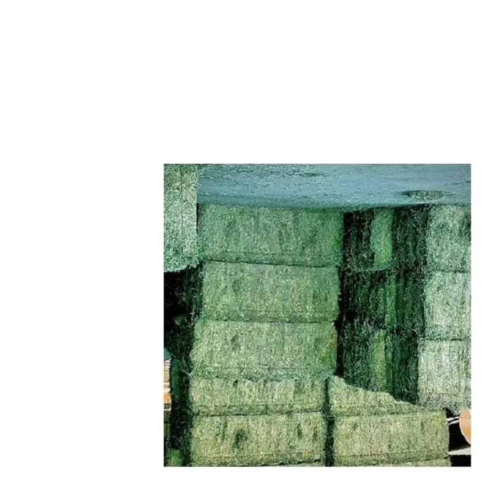 Продажа семян Альфальфа.