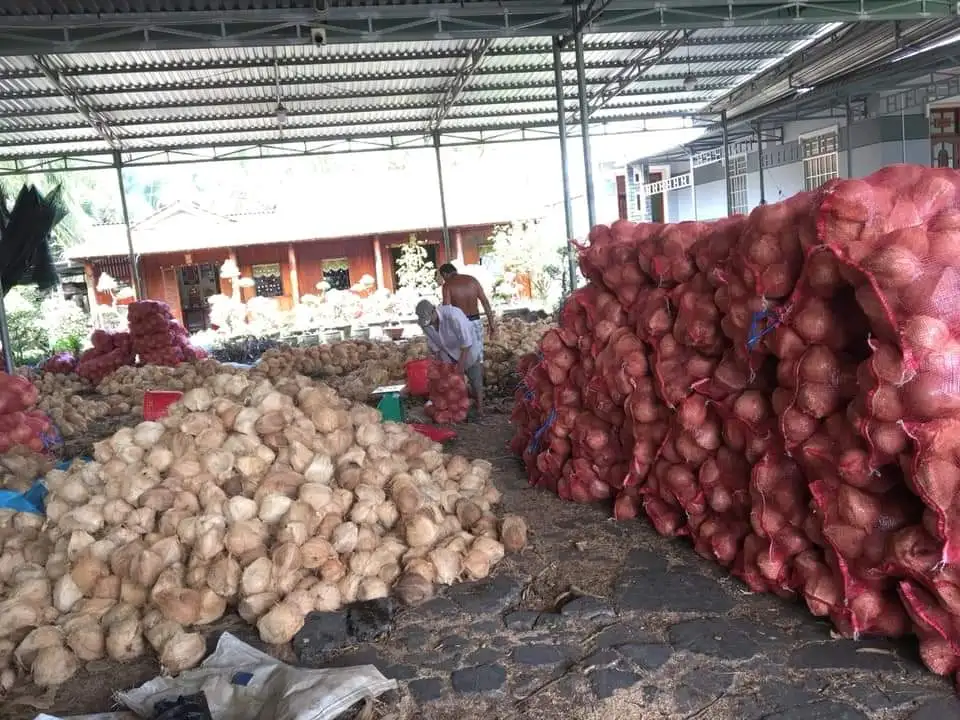 СВЕЖИЕ КОКОСЫ