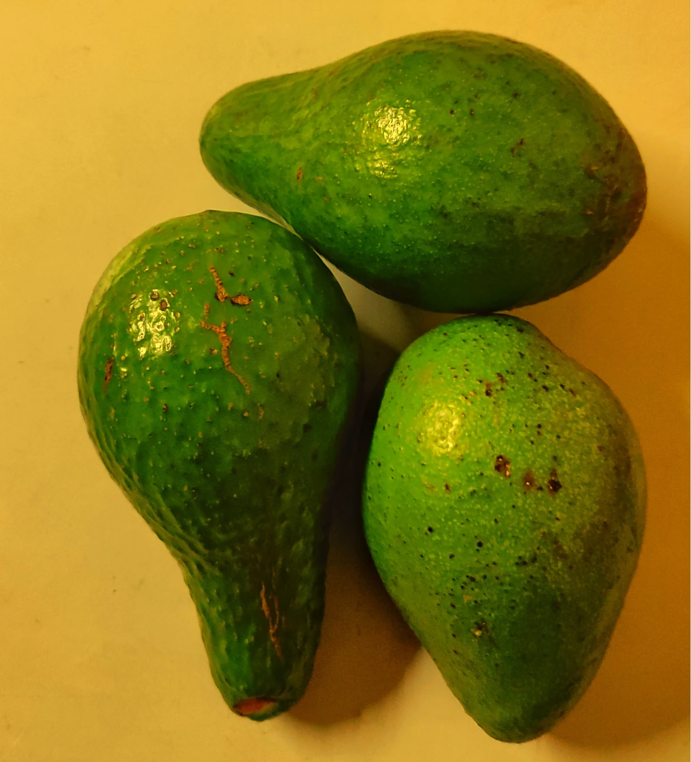 Premium Quality Best Grade 100% Pure Avocado Grain Seller From India