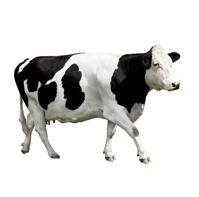 
Live Dairy Cows Cattle Calves Cowscattle Pregnant Holstein Heifers for Sale 