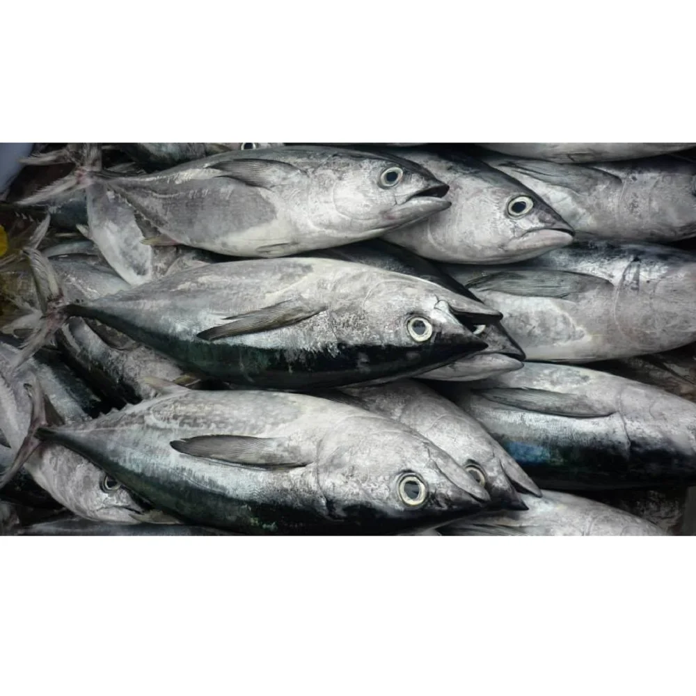 Пулевидный тунец по лучшей цене на вьетнамском рынке