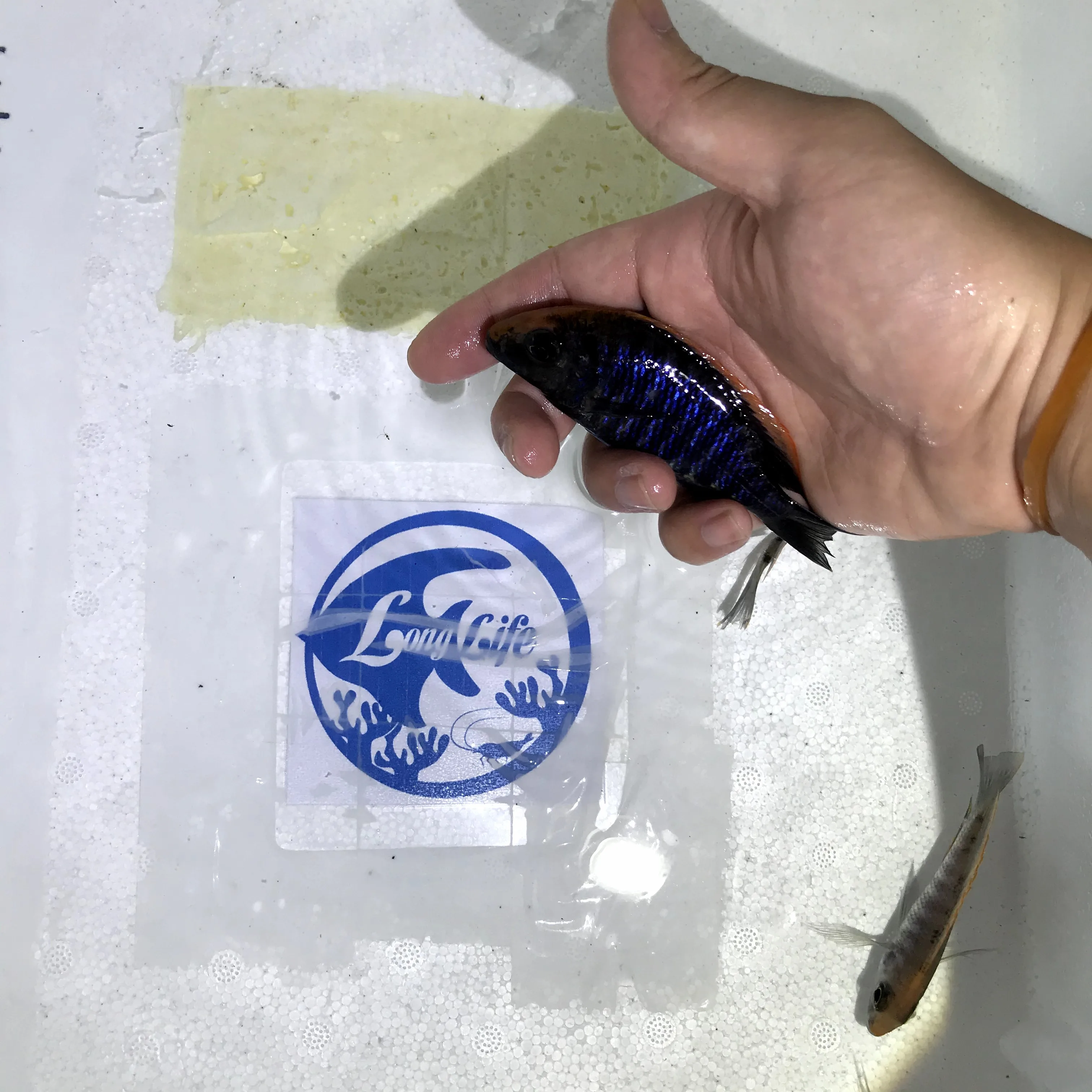 
Farm bred Aulonocara maylandi African Malawi Cichlids For sale 