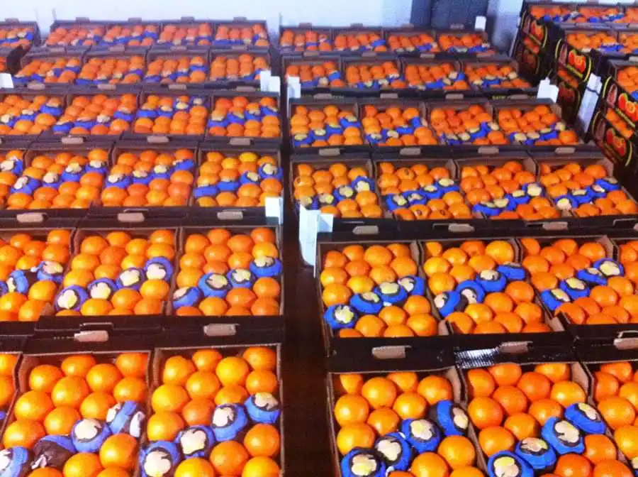 
Fresh Oranges/Valencia and Navel Fresh Orange/Fresh Wholesale 