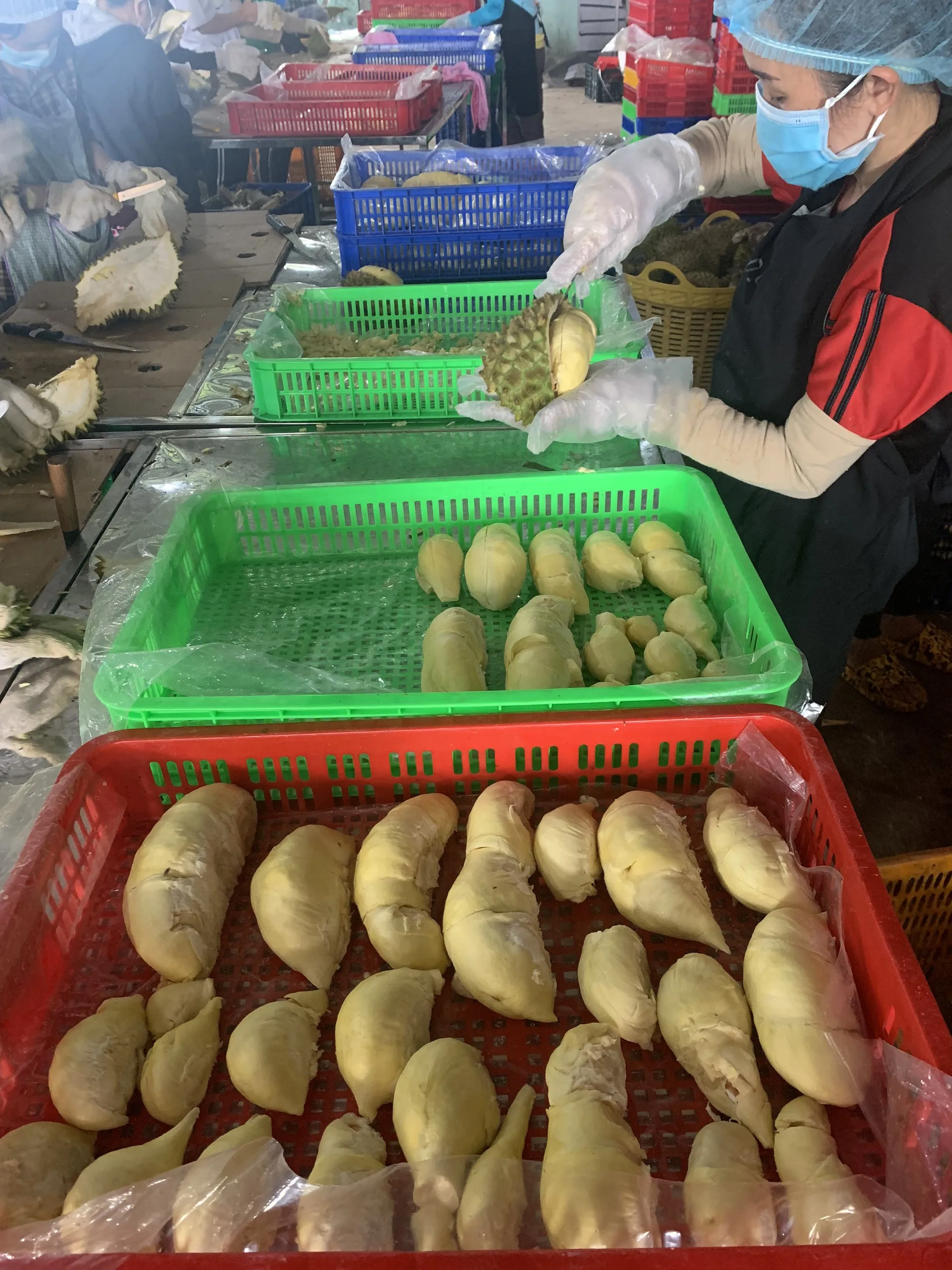 Yellow Color Frozen High Quality Processing Sweet Taste 12 Months Shelf Life Common Cultivation Frozen Durian Meat  From Vietnam