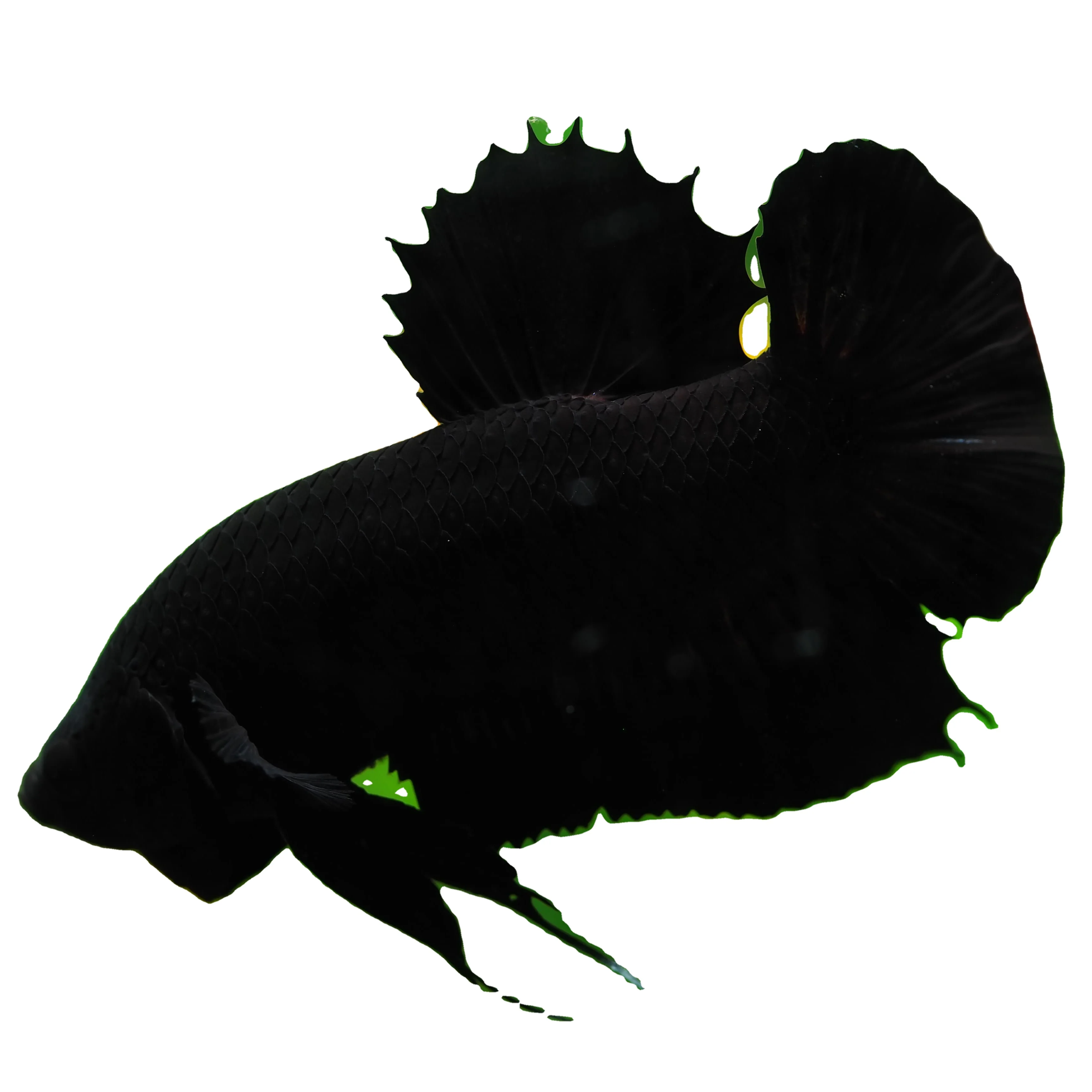 
SUPER BLACK HMPK BETTA - Multicolor Thailand Betta Fish Premium Quality Plakat Siamese Fighting Fish Ornamental Aquariums 