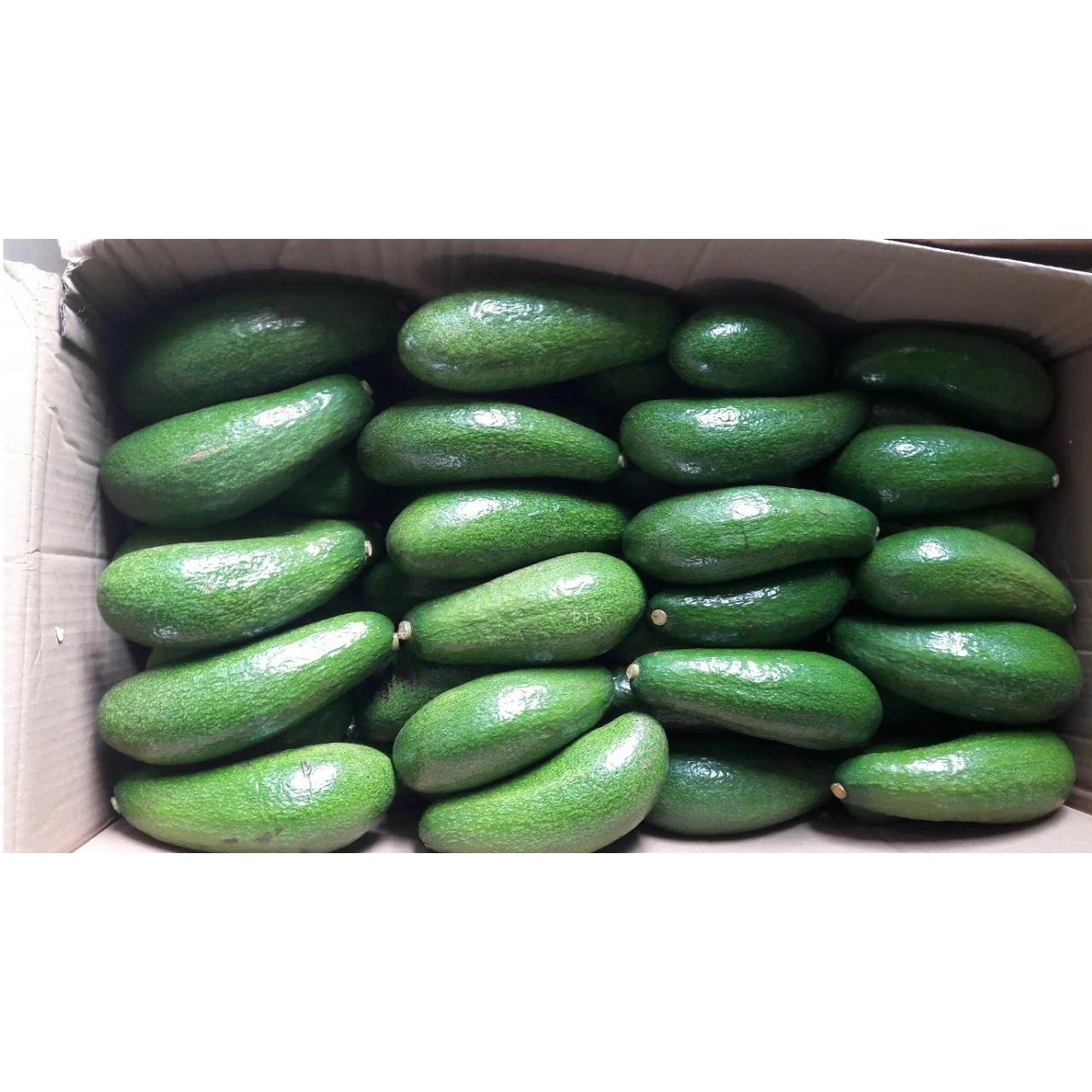 Vietnam Top Quality Fresh Avocado for supermarket