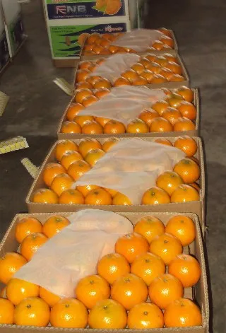 Hot Sales For Egyptian Orange