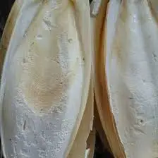 Cuttlefish Bone Dried/ Cuttlefish Bone With Low Price/ Ms.Selena +84906086094