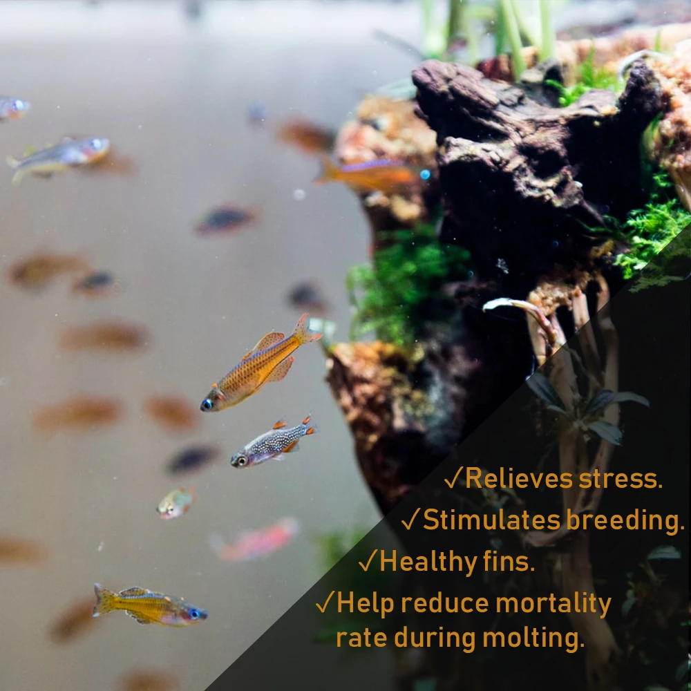 1 BOX 200 BAGS x 50G. MATCHIMAA - 100% Premium Dried Indian Almond Leaves  Aquarium Accessories Betta Fish & Shrimp Leaf Tank