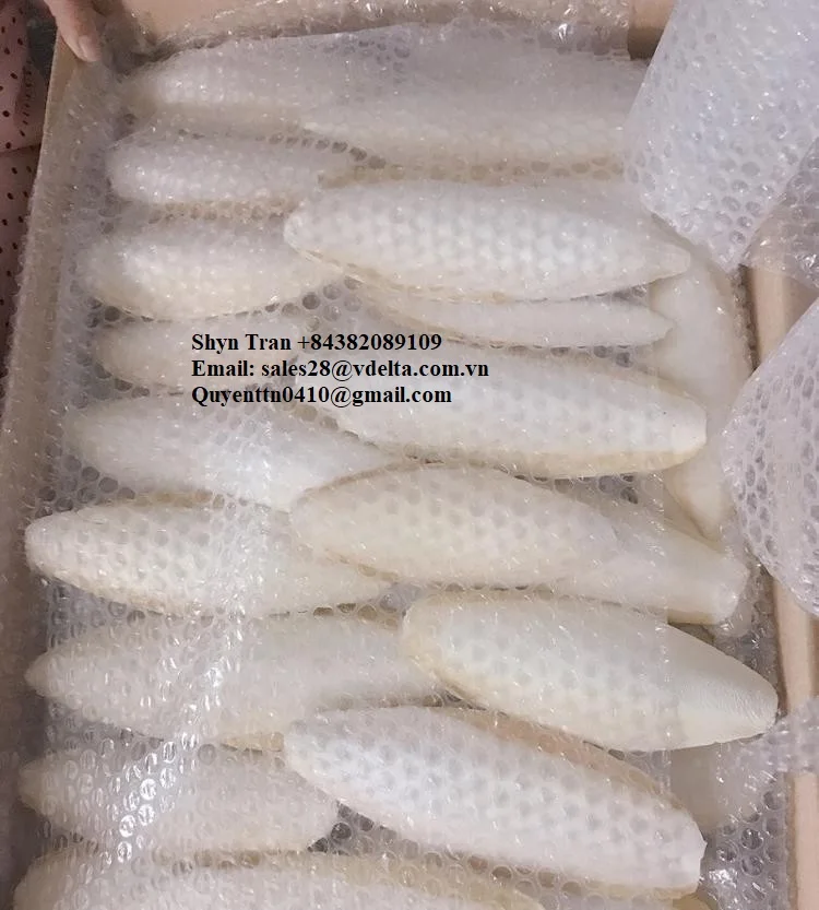 Supplying Dried Cuttlefish Bone With Many Size / Cuttlefish Bone / Shyn Tran +84382089109