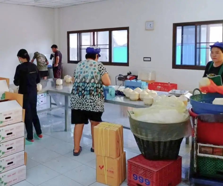 Shell Part Diamond Cut Shape coconut fresh coconut young coconut- cocobe export from Thailand