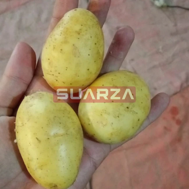  Свежий белый сладкий картофель мозика поставляется в Малайзию/Сертифицированный СВЕЖИЙ КАЧЕСТВЕННЫЙ по доступным ценам