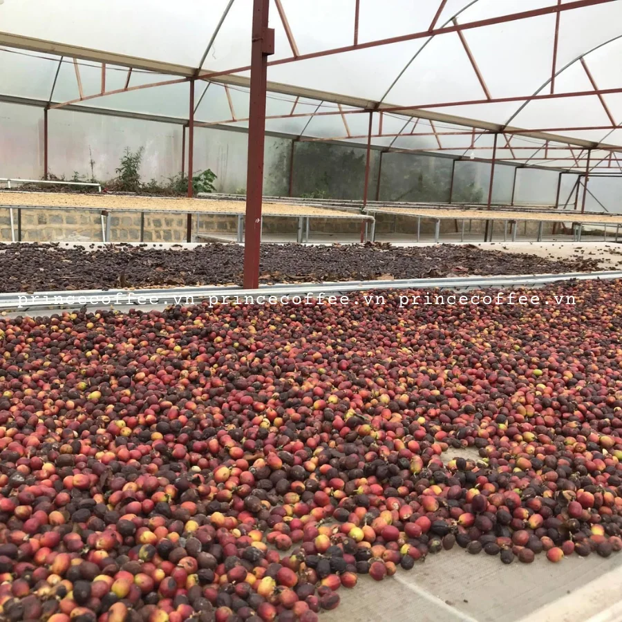  Лучшая цена Вьетнам оптовая продажа высококачественные органические зеленые кофейные зерна Арабики