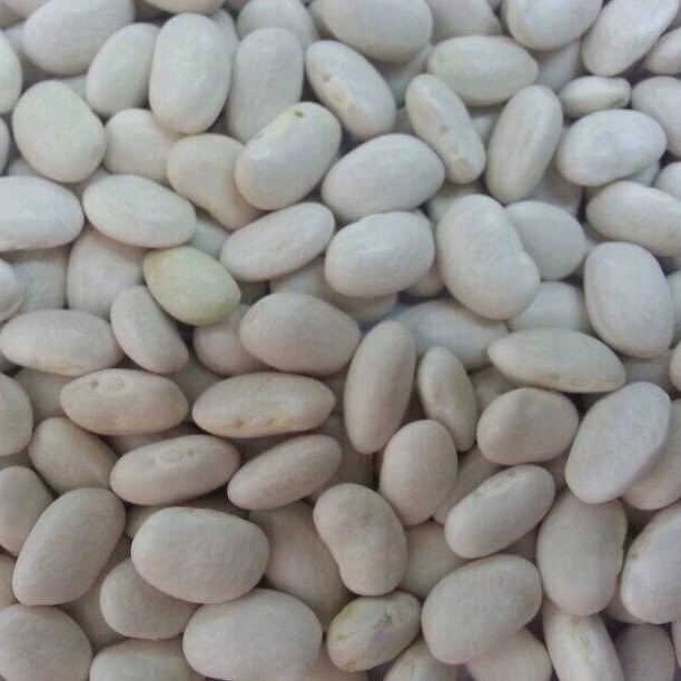 
white big beans best quality produced 