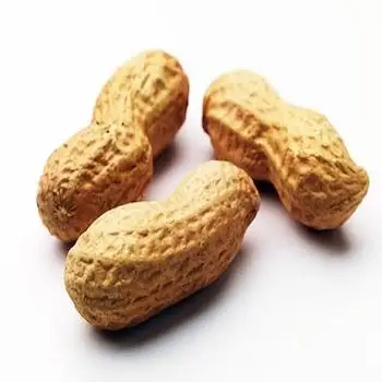 High Protein Raw Peanut Kernels ready for export