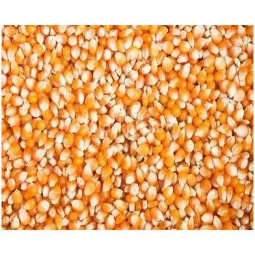 Корм для животных Кукуруза Желтая Кукуруза для продажи
