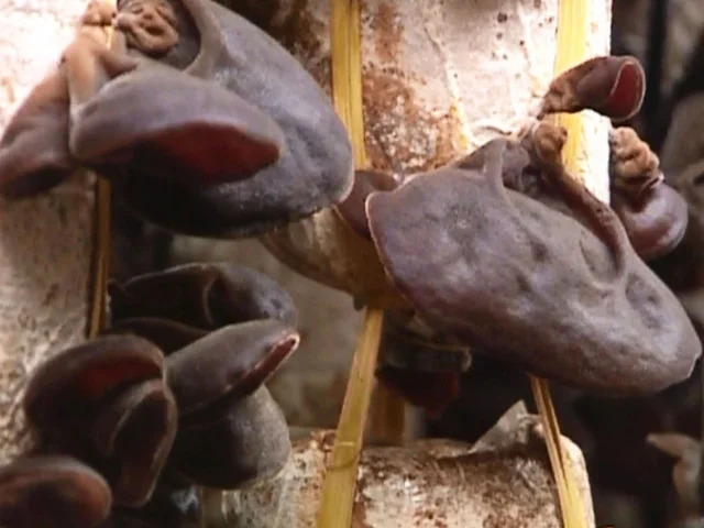 
DRIED WOOD EAR FUNGUS/ WOOD EAR MUSHROOM BEST PRICE HIGH QUALITY FROM VIETNAM (WhatsApp/Wechat: + 84 983 028 718) 