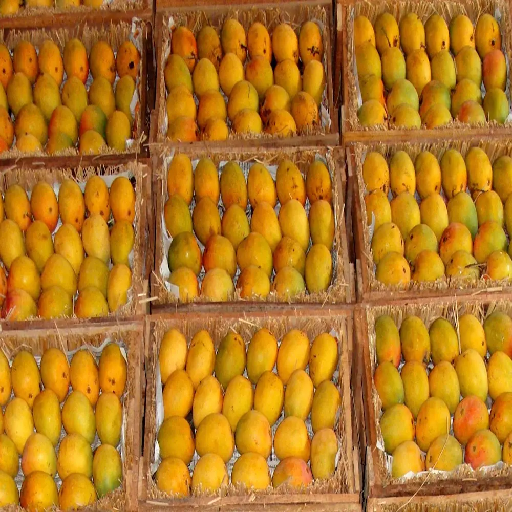 Best Healthy Fresh Alphonso Mango Fruit Premium Quality Ready Supply/Where To Buy Fresh Golden Mango Fruit 10 kg