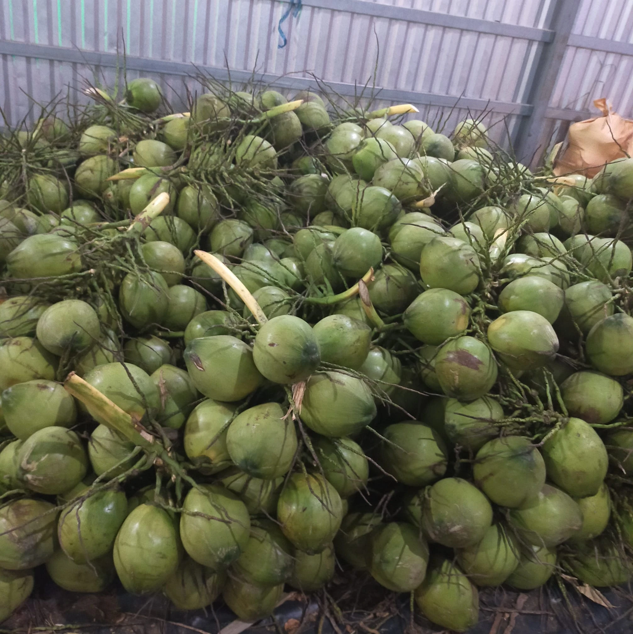 Молодой кокос свежий Вьетнам экспорт 100% свежие фрукты Лучшая цена высококачественные натуральные вкусные напитки продукт