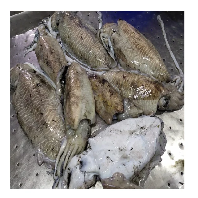 Block frozen Cuttlefish from India