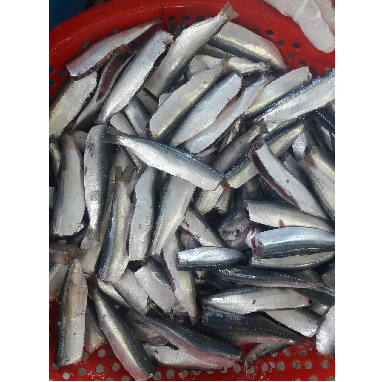 Wholesale Good Quality Good Meat Fresh Air-dried Frozen Seafood Product Whole Cleaned Herring Fish Exported from Vietnam