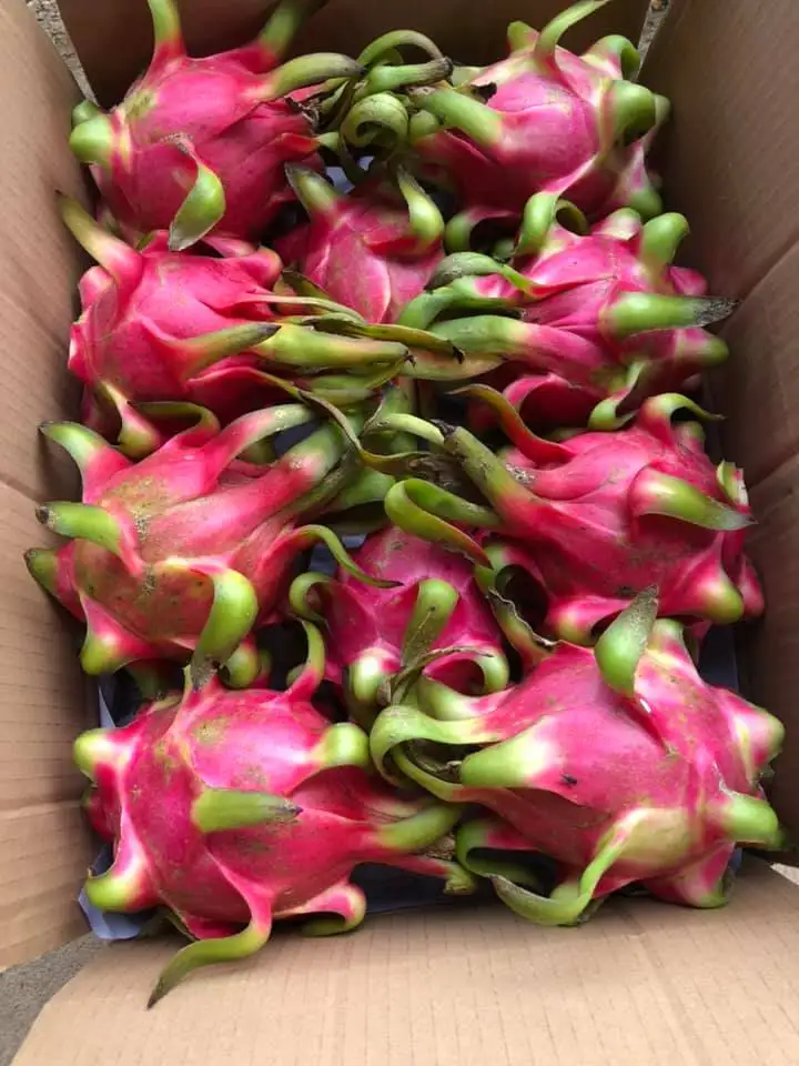 Red Dragon Fruit Made In Vietnam Tropical Food 100% High Quality 80%-90% Maturity