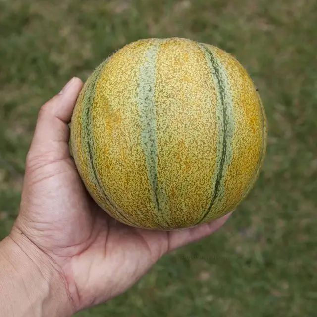 Мускусная Дыня