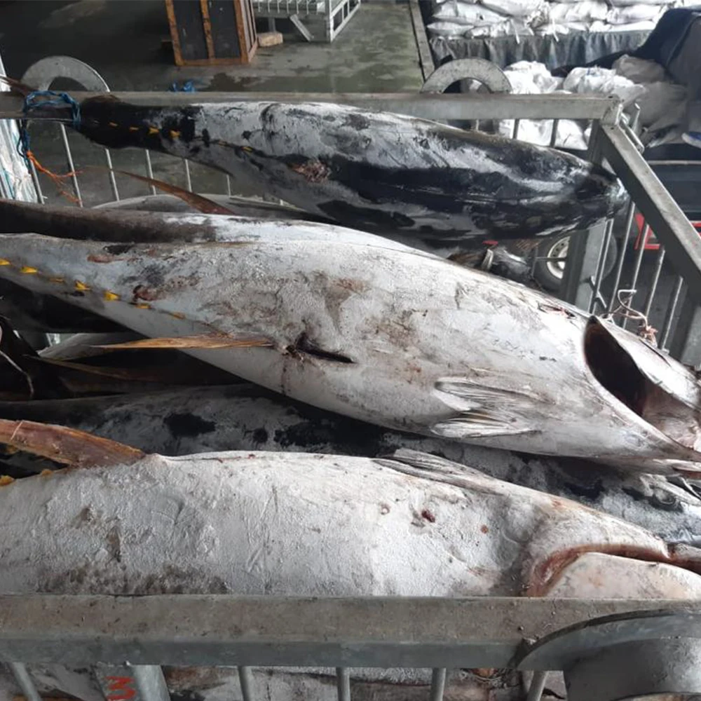 Seafood Body Whole Low-Fat Nutritious 20KG UP Frozen Yellowfin Tuna WR With GMP, ISO, HACCP Certification