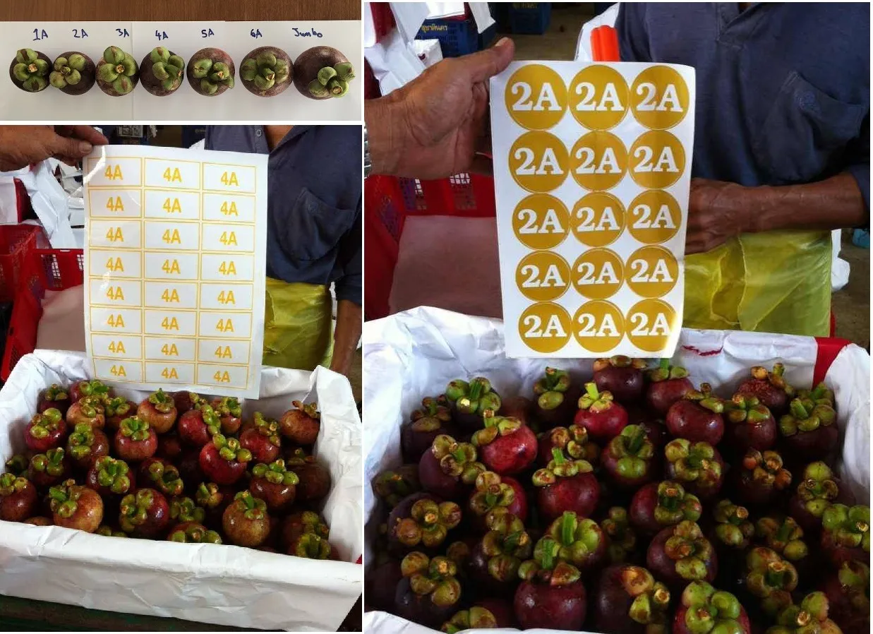 FRESH MANGOSTEEN BEST PRICE FROM VIETNAM/VIKAFOODS  (WhatsApp/Wechat: + 84 983 028 718)