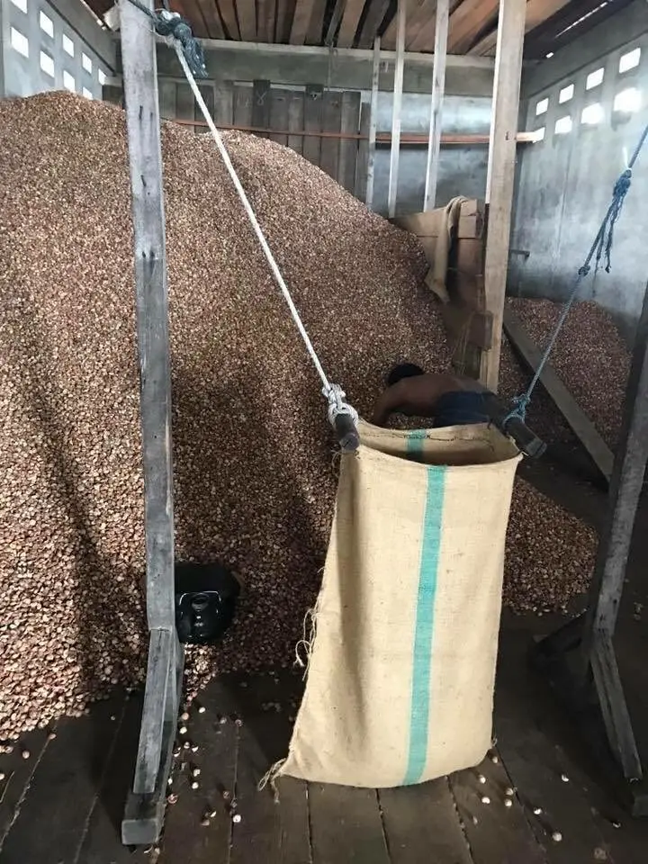 DRIED WHOLE BETEL NUT