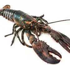 fresh lobster.jpg