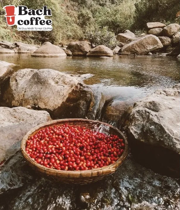 Catimor  Arabica Coffee Roasted Whole Bean Coffee Small Batch Specialty Grade (Chocolate) - 100% pure Catimor coffee beans