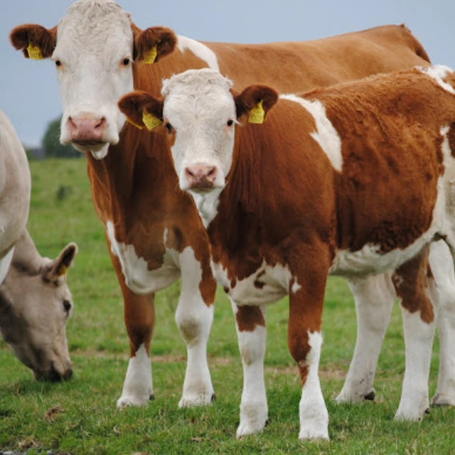 
Hot Sales Simmental Cattle / Live Pregnant Friesian Holstein Heifers Cow / Simmental Bull Cattle. 