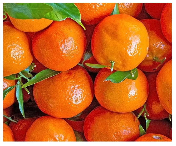 bulk fresh High Quality   mandarin oranges in cheap price Good Quality Orange 100% Natural