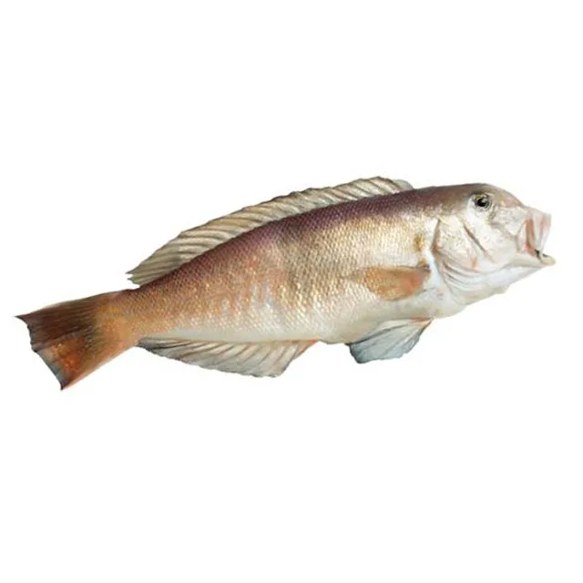 
Best Quality With Very Good Price Of Frozen Dory Fish Whole Round Top Selling Natural 