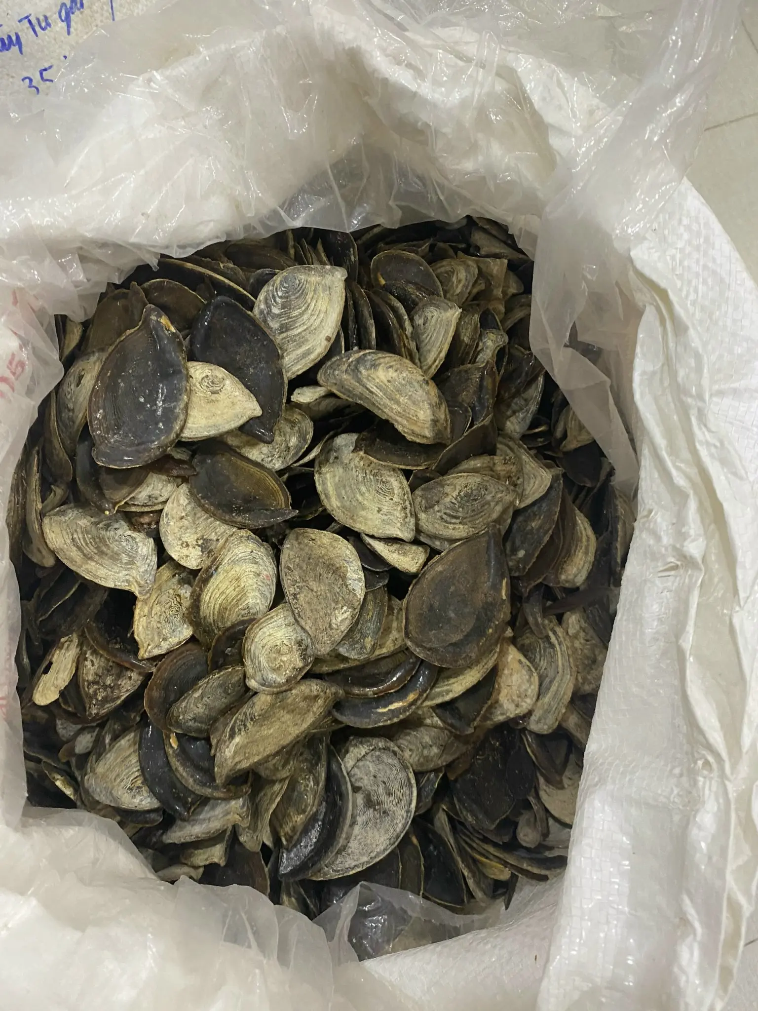Wholesale Manufacturer  Seashell Murex Operculum Cheap Price from 99 Gold Data