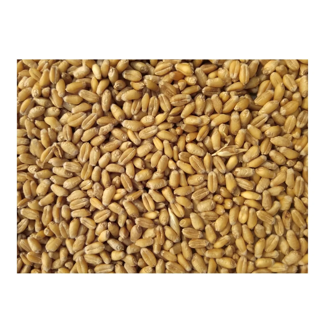 High Quality Wheat Grain Soft  Wheat at Wholesale Price