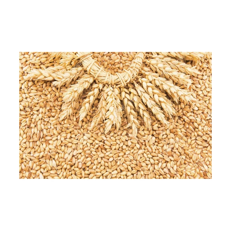 Human Consumption Durum Wheat Grains