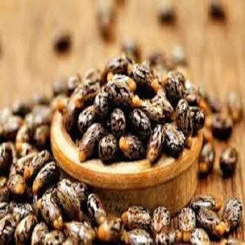 
Castor Seeds Natural Brown Castor Seeds / Rapeseed 