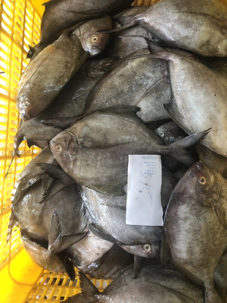 High Quality Frozen Black Pomfret from Vietnam with best price(ThaiLien company, Ms Fiona +84908794118)