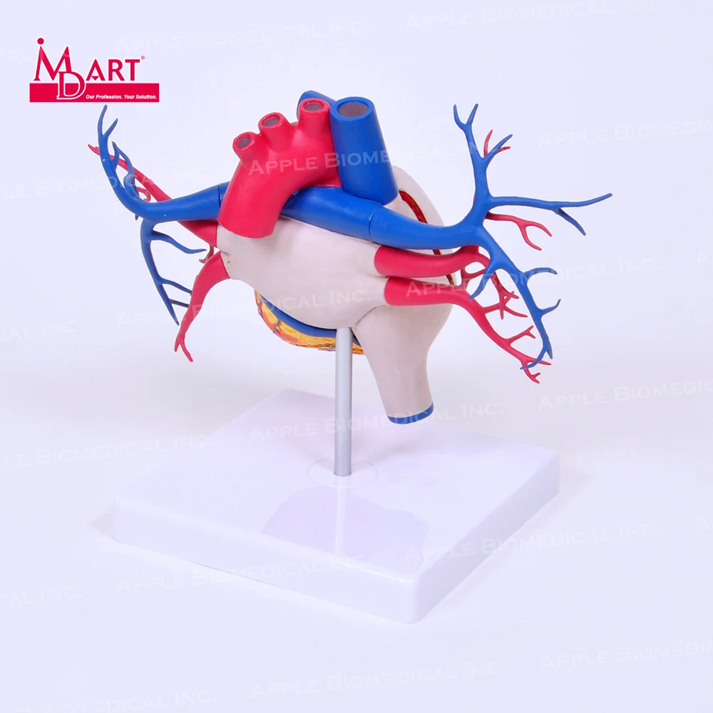 Артерия и венозная модель сердца с открытой камерой для модели человеческих органов