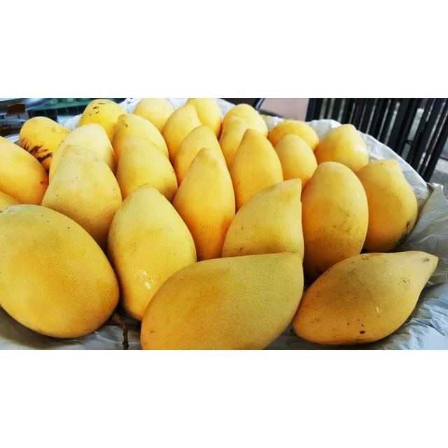 Fresh mangos Sweet Taste (Namdokmai mango) - Thailand origin premium grade100% High Quality Fresh Fruit